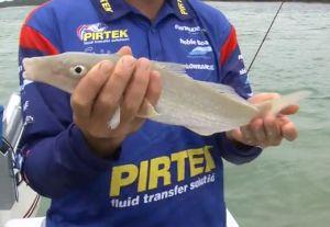 VIDEO: Fishing The Edge – Whiting on worms